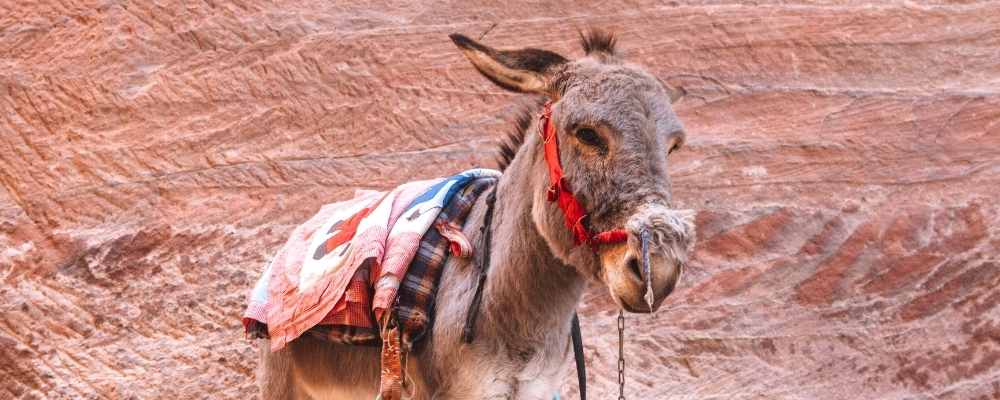 Donkeys at Petra