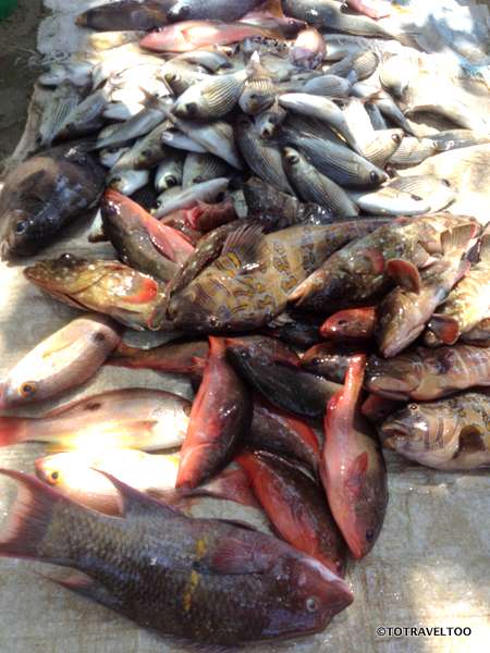 Catch from the evening's fishing in Zihuatanejo