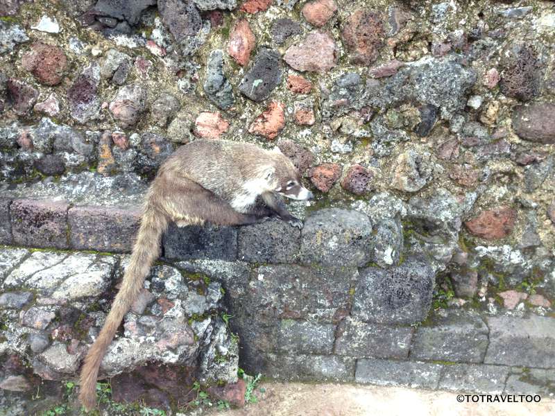 Watch out for these little devils searching for food in Tepozteco