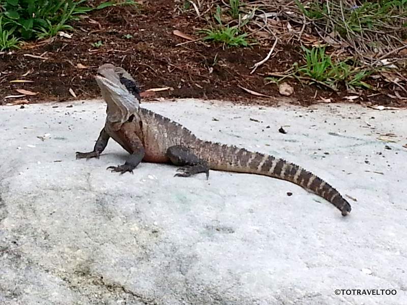 Water Dragon