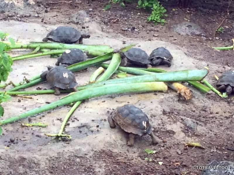 Feeding time at the centre at San Cristobal on the Galapagos Islands