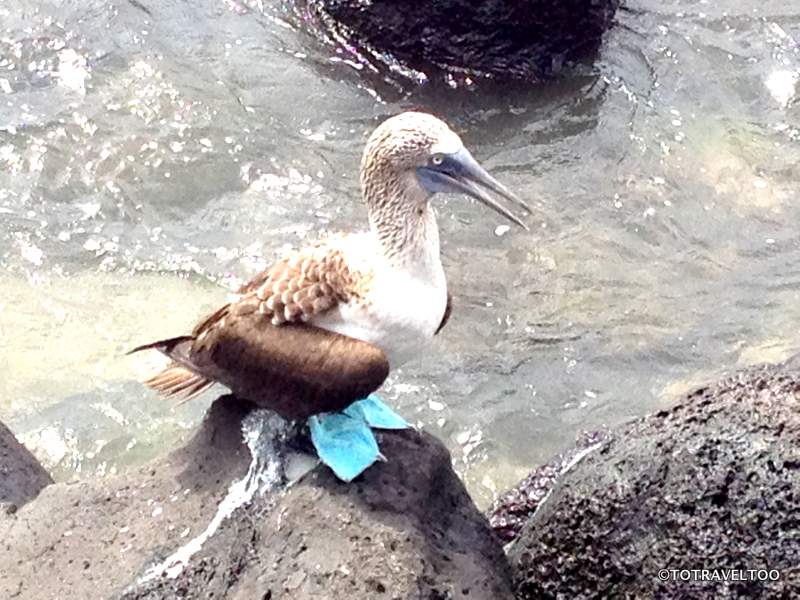 Blue Footed Boobie of the Galapagos Islands