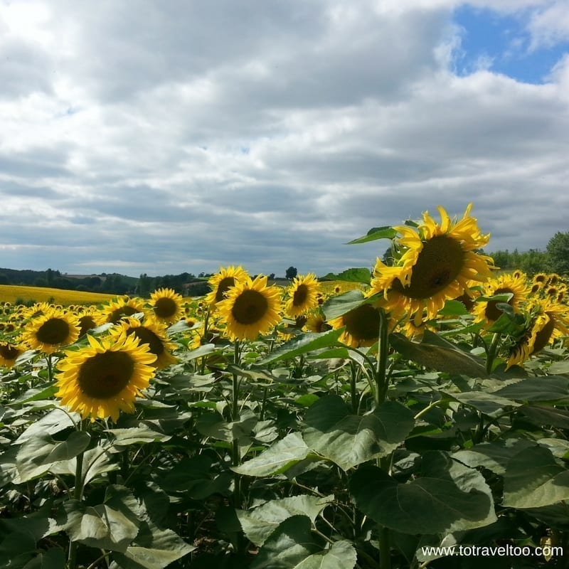 Midi Pyrenees Sun Flowers