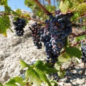 Dubrovnik and Croatian wine