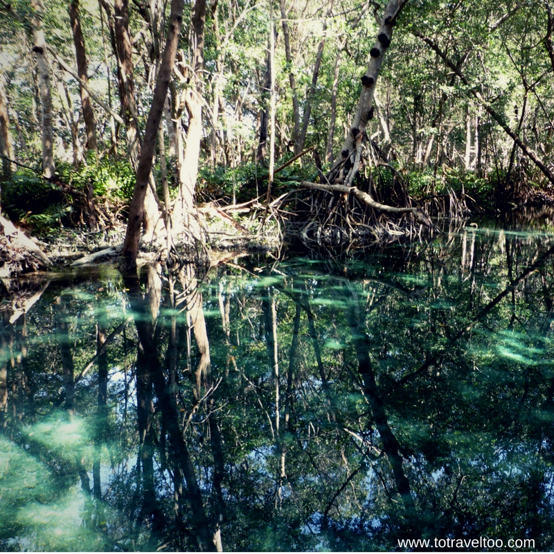 Beautiful mangroves of Celestun