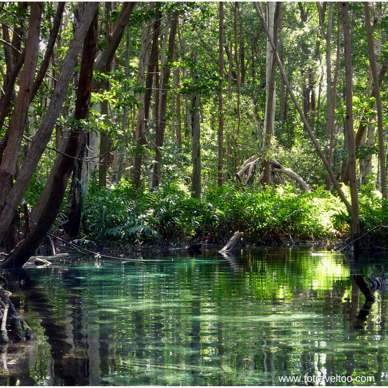 Serene mangroves