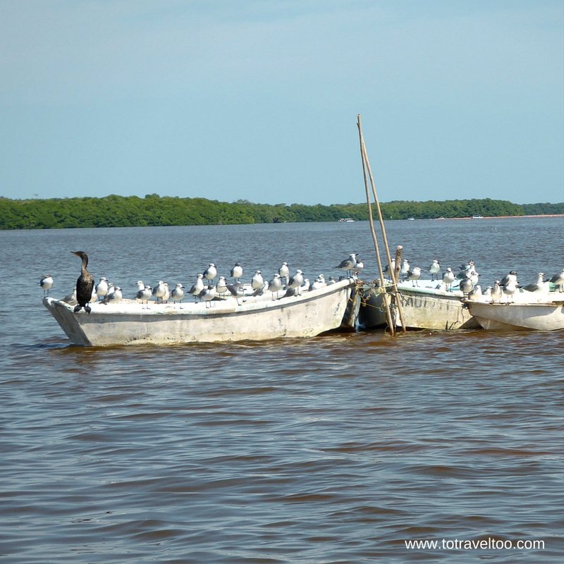 The Mangroves of the Celestun