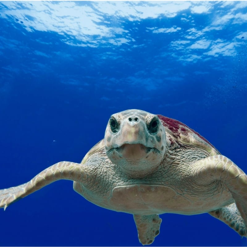 Tour Around Barbados with Glory Tours