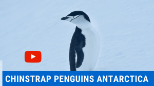 Antarctica travel