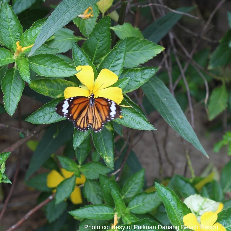 Butterfly Farm - luxury escape in Vietnam