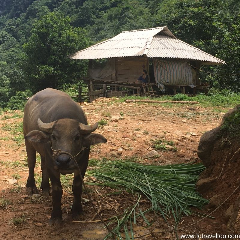 Buffalos are worth 45,000,000 dong in Vietnam - guide to Mai Chau Vietnam