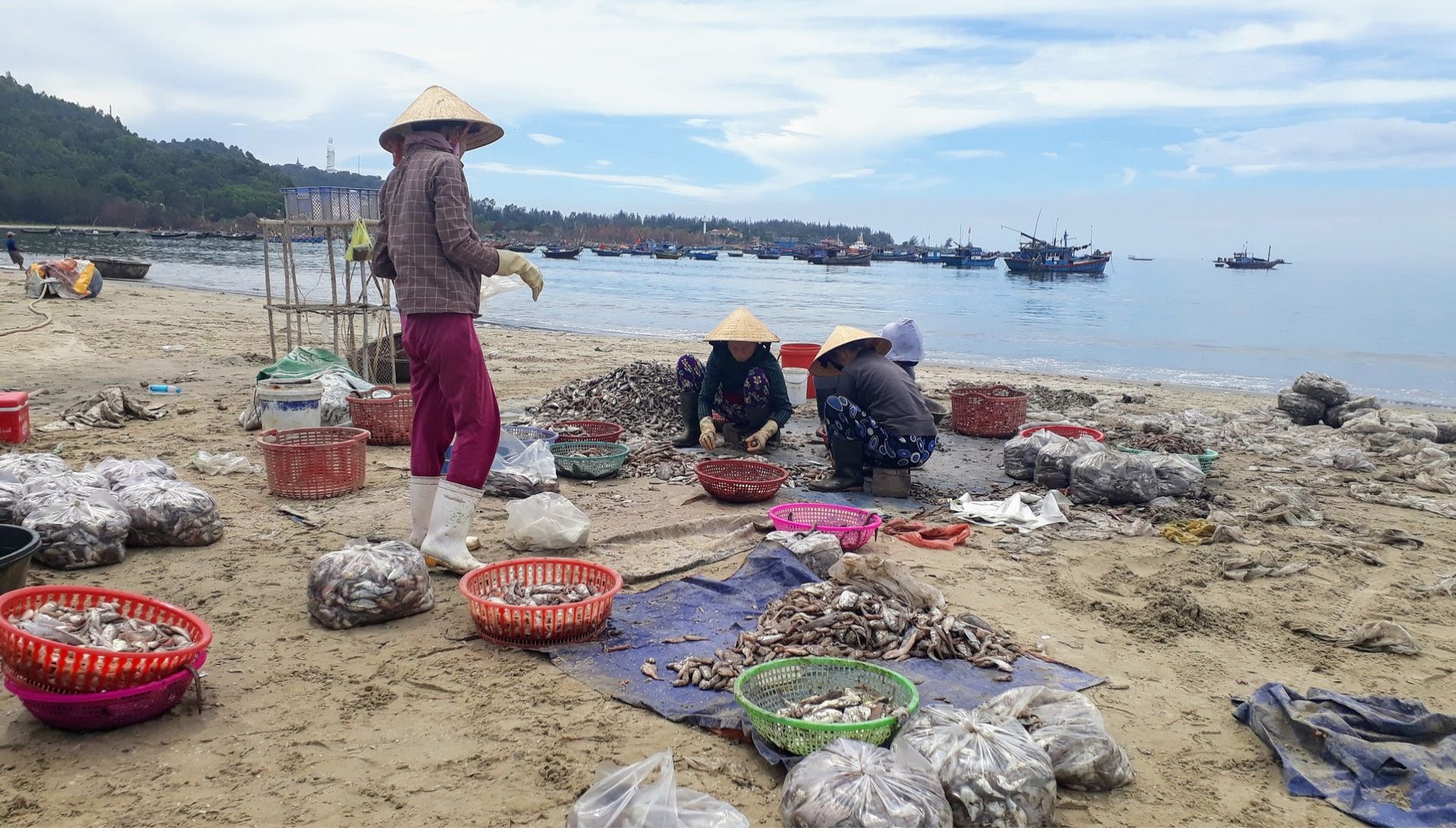 Evening fish catch being sorted