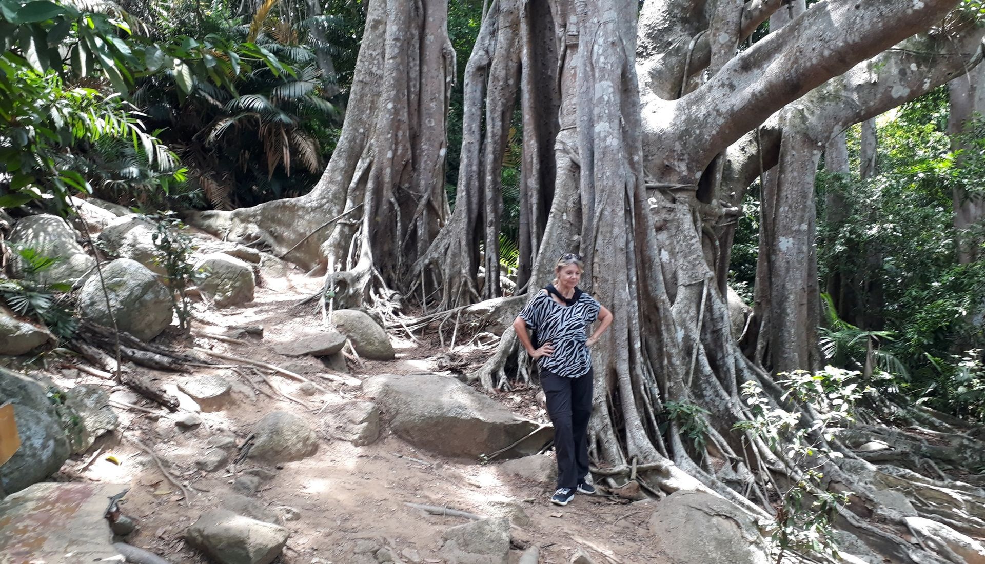 The 800 year old Banyan Tree