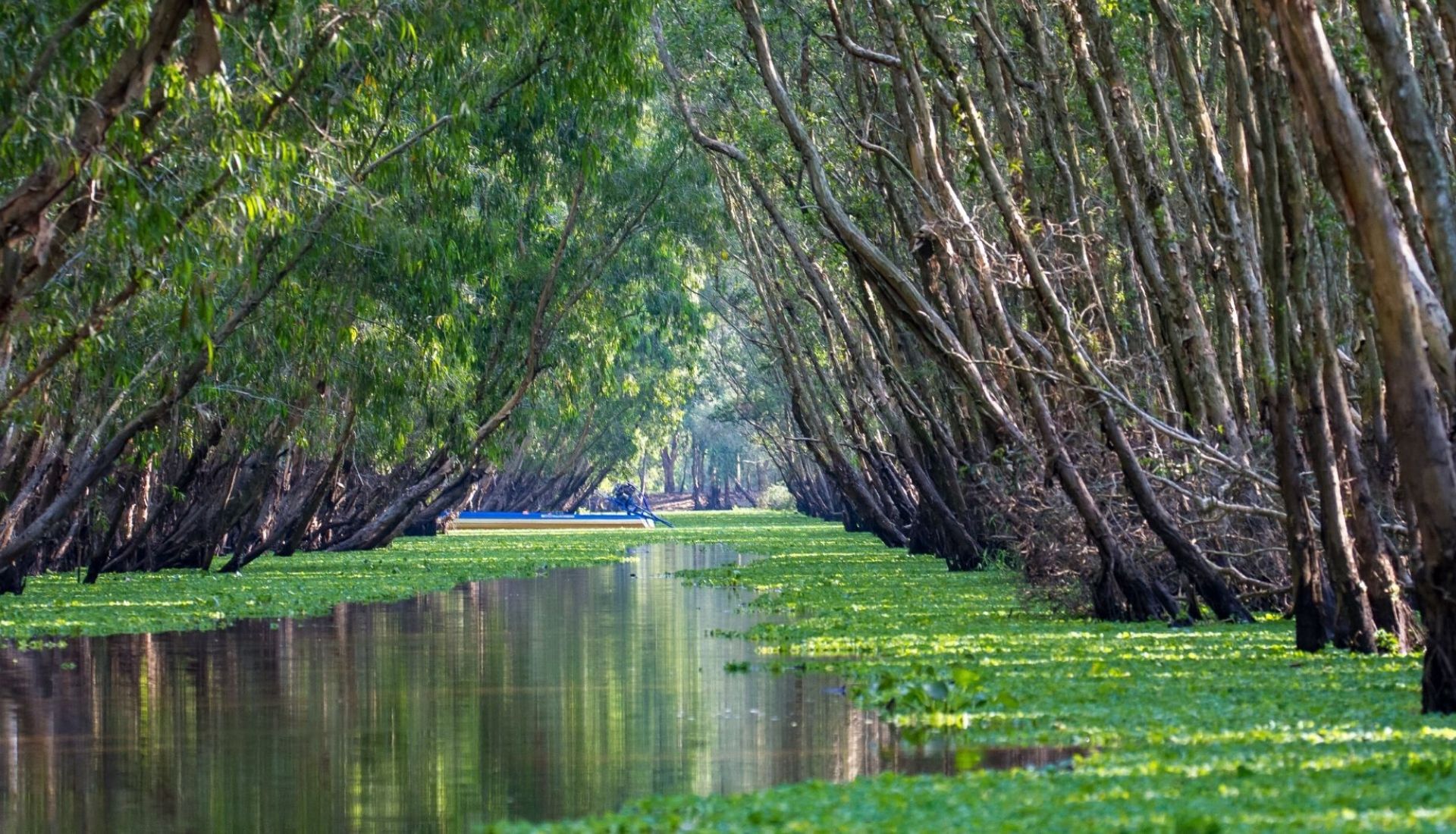 Tra Su Floating Forest