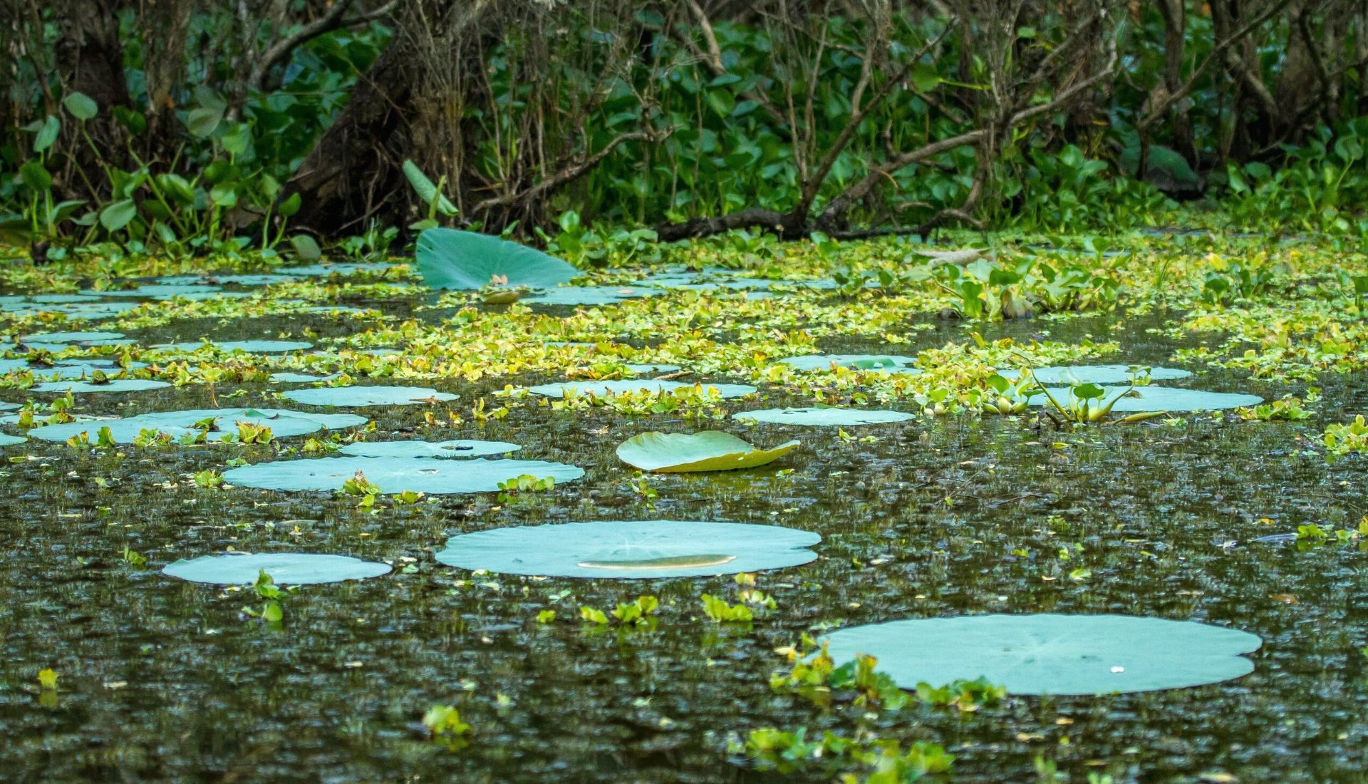 Tra Su Floating Forest