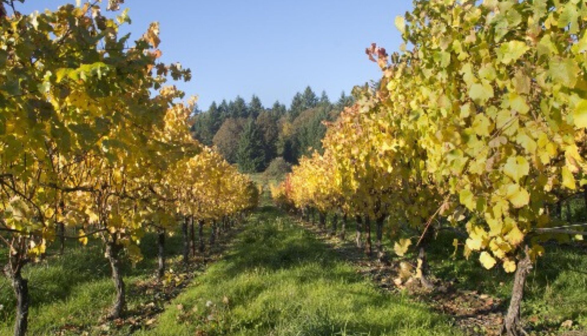 Wine region of Portland Oregon