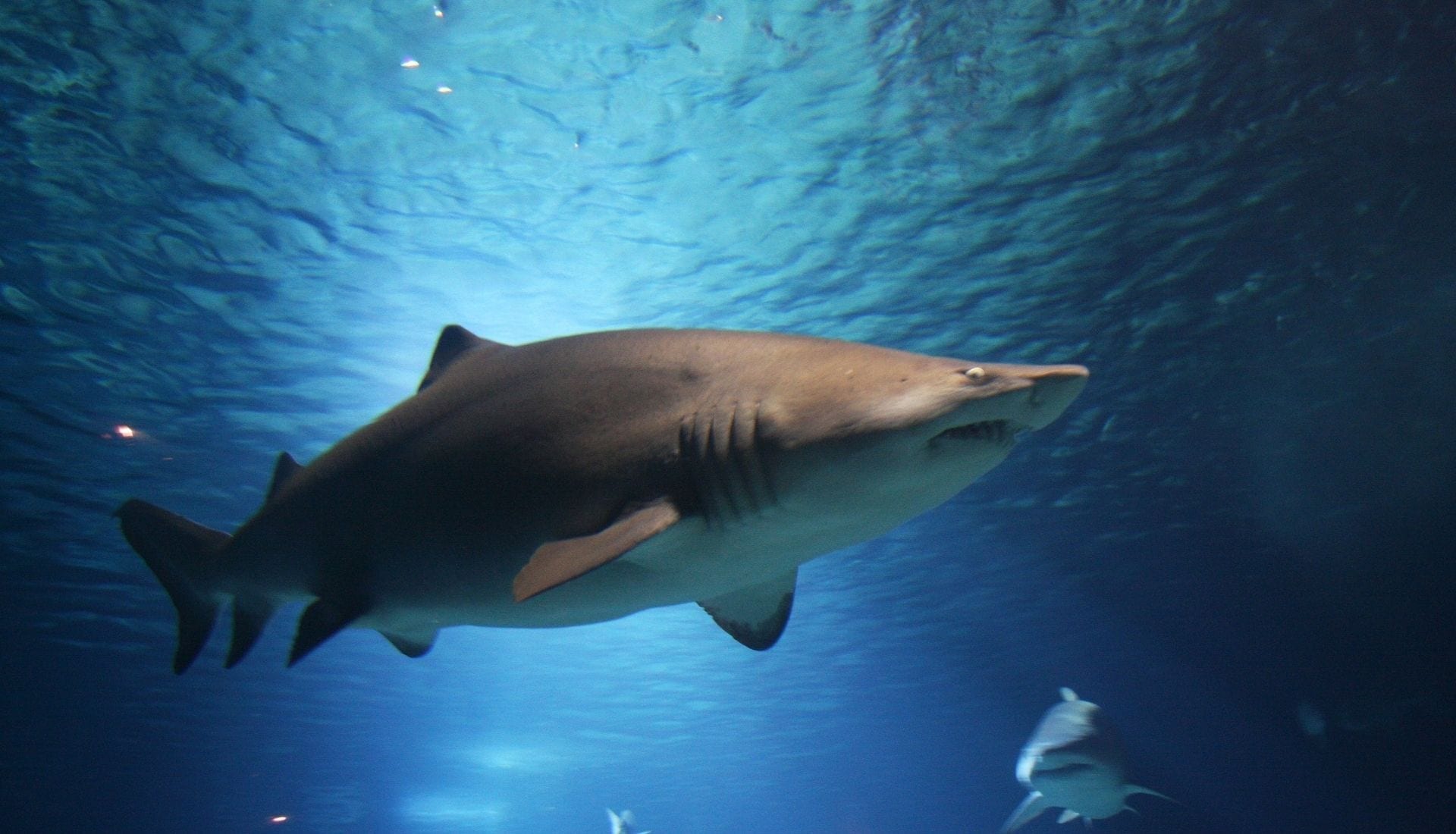 Sharks at Sealife Aquarium