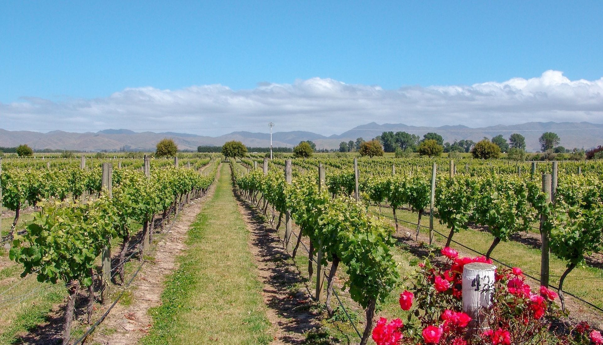 Hunter Valley wine region