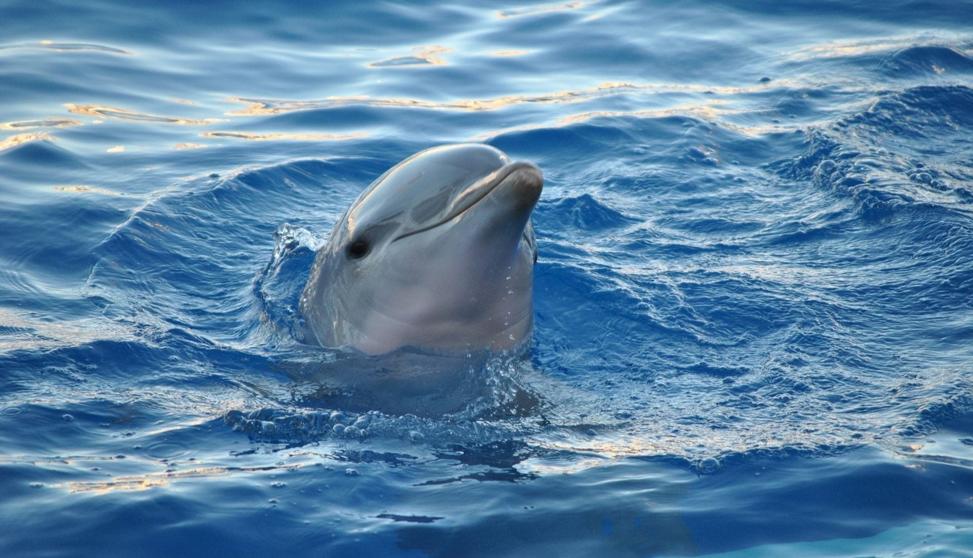 Dolphins in Mandurah