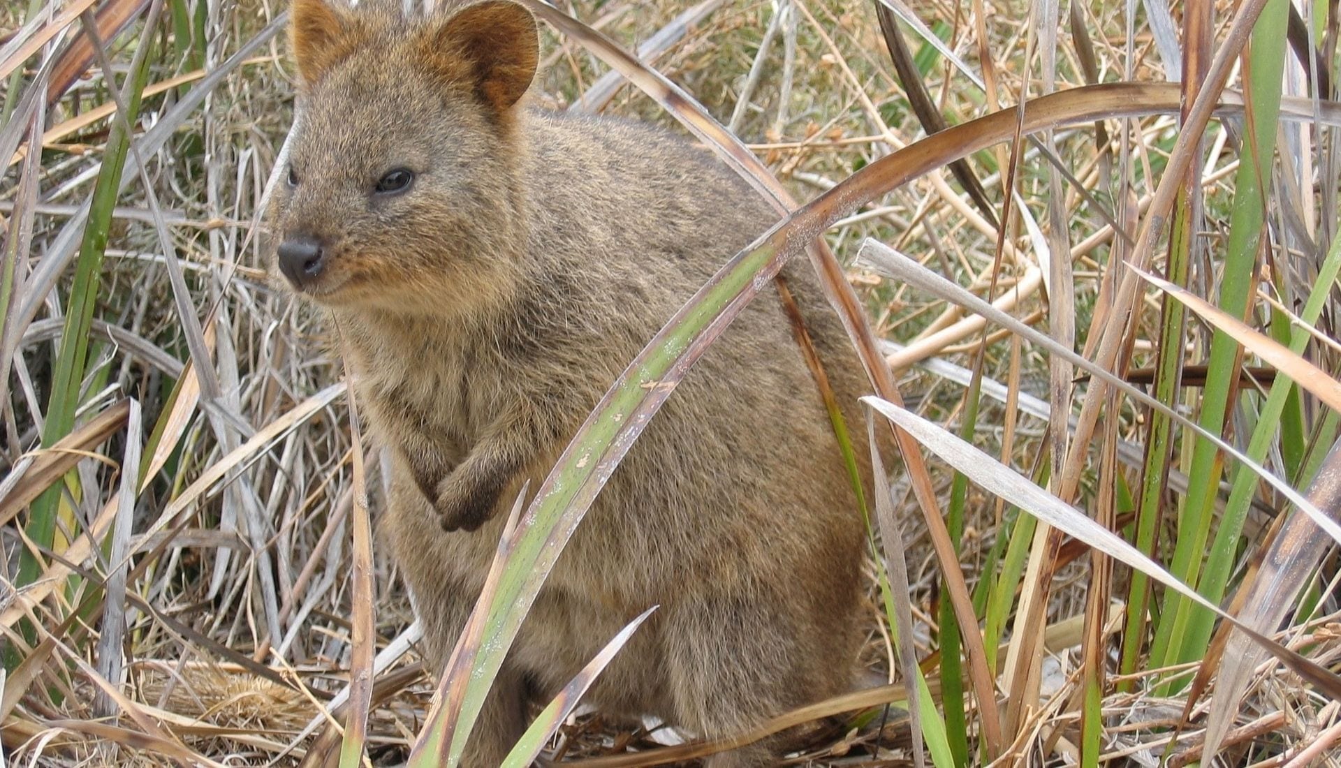 Quokkas from Rottnest Island - top 33 perth day tours