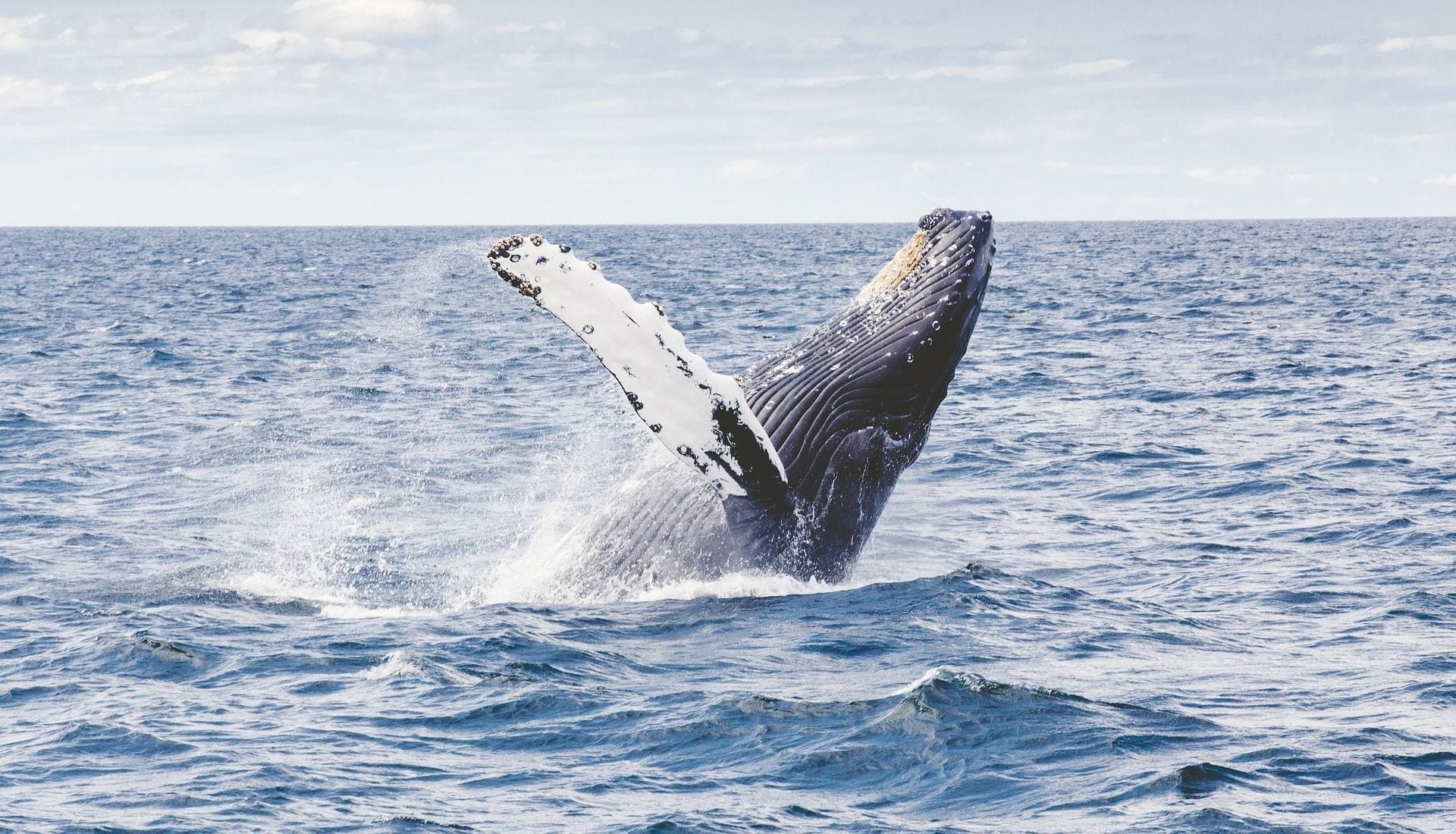 Whale Watching Tours - top 33 perth day tours