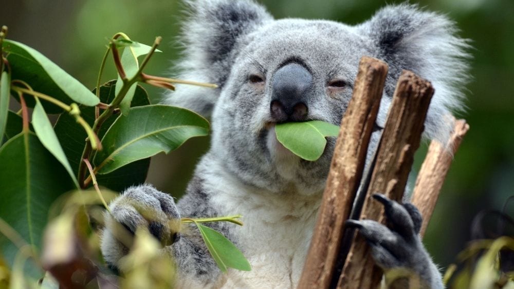 Koala