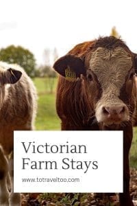 Pinterest Victorian Farm Stay - cows down on the farm