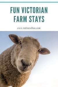 Sheep down on the farm - pinterest