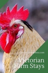 Victorian Farm Stay - roosters