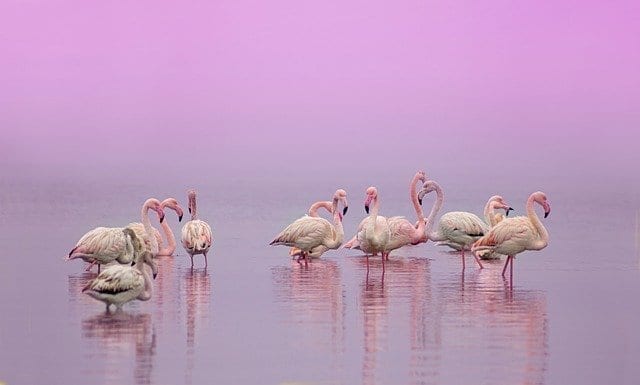 Pink flamingos of Celestun