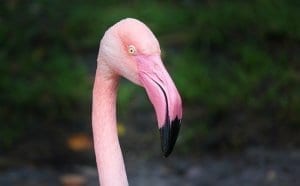 photo of a pink flamingos head