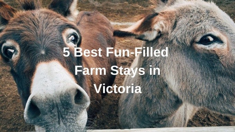 5 Best Fun-filled Farm Stays in Victoria