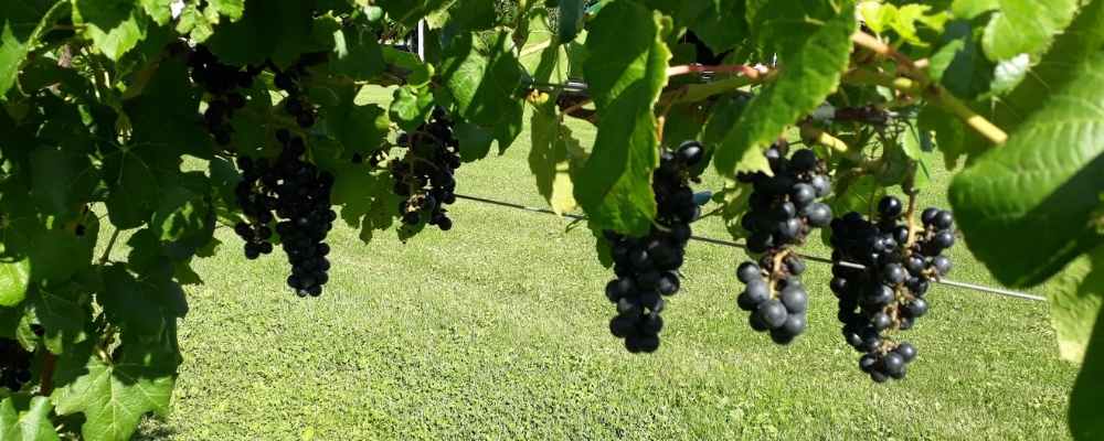 Wineries of Finger Lakes