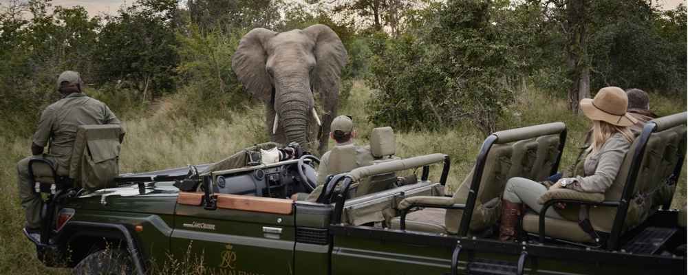 Reasons to visit South Africa - enjoy a safari