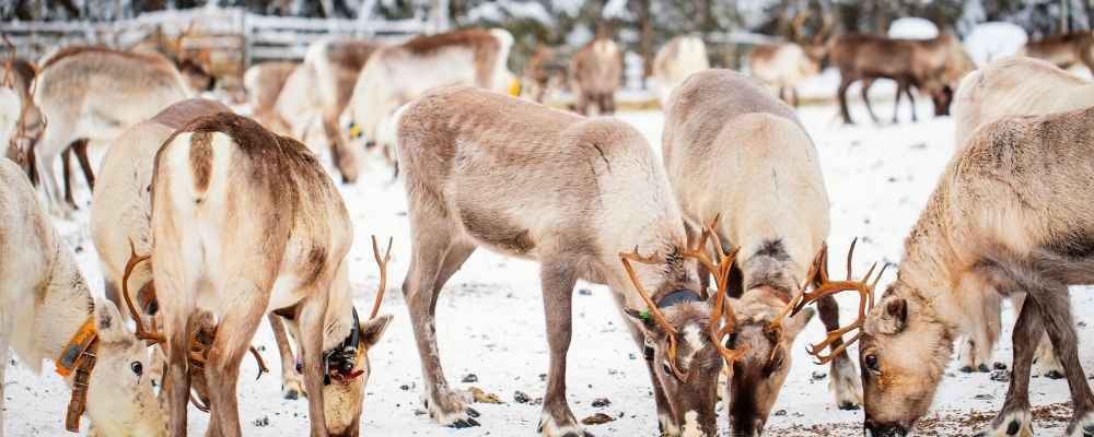Reindeer farms Finland