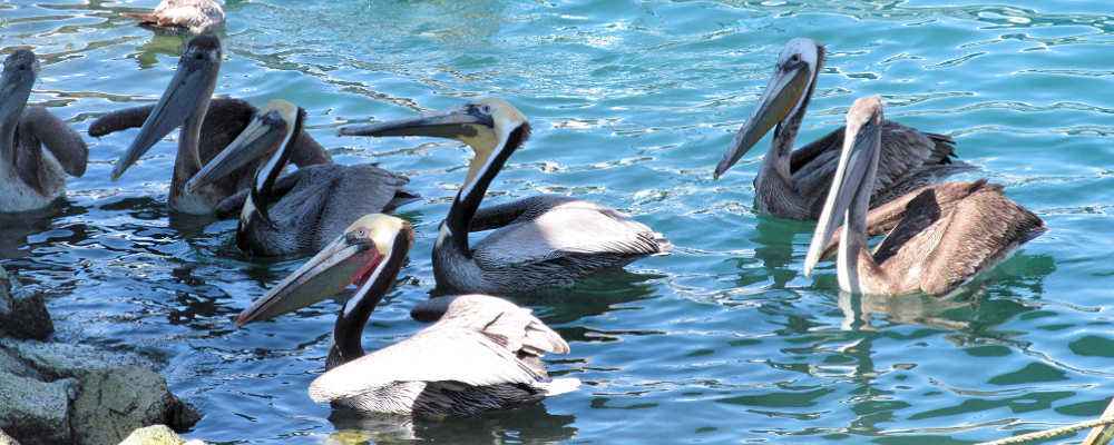 Pelicans at the Marina