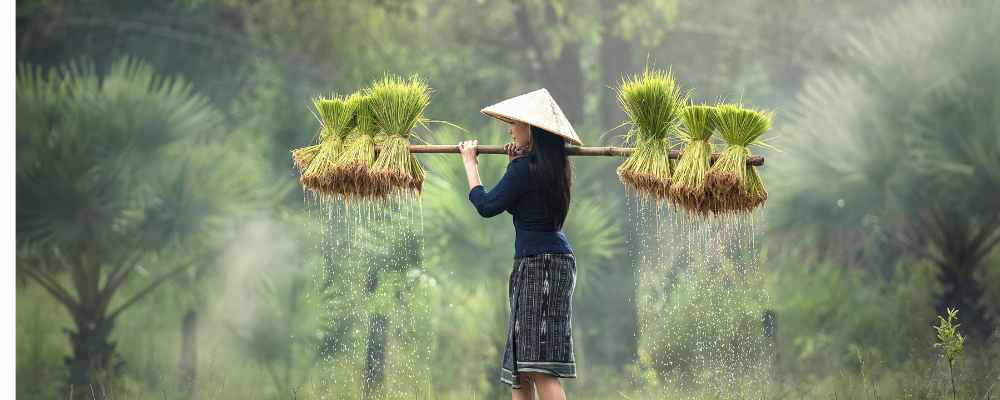 Lady carrying rice plants in Vietnam