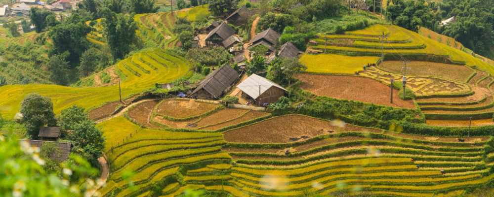 Mu Cang Chai