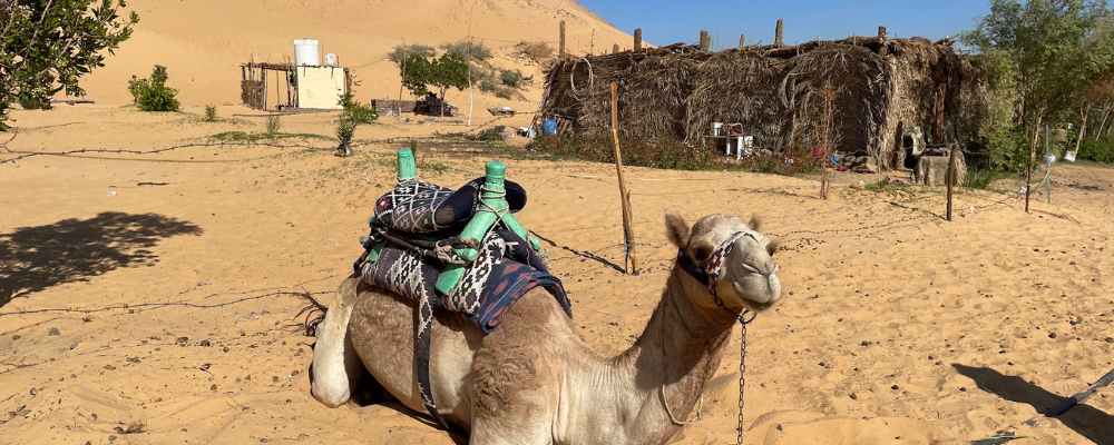 Camel to Monastery of St Simeon